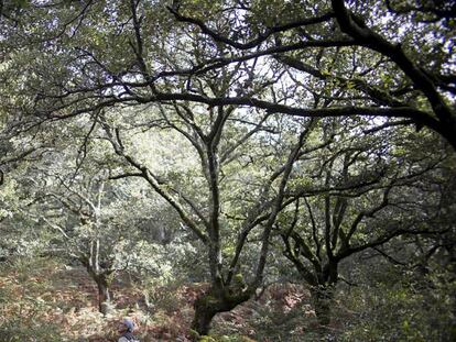 Bosque de niebla y robles en Algeciras, dentro del Parque Natural de Los Alcornocales.