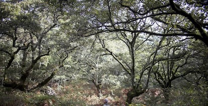 Bosque de niebla y robles en Algeciras, dentro del Parque Natural de Los Alcornocales.