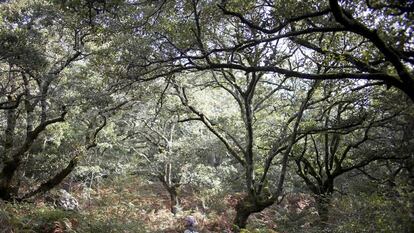 Bosque de niebla y robles en Algeciras, dentro del Parque Natural de Los Alcornocales.