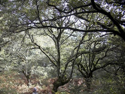 Bosque de niebla y robles en Algeciras, dentro del Parque Natural de Los Alcornocales.