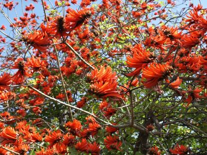 Arbol del coral sudafricano