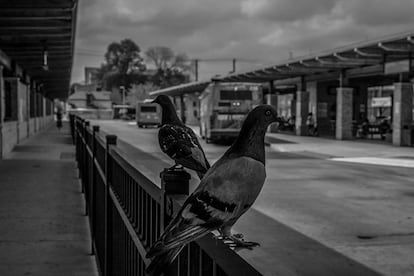 Una pareja de palomas en la estación de autobuses de Brownsville, Texas. Las estaciones son puntos de encuentro para migrantes y traficantes de personas. 