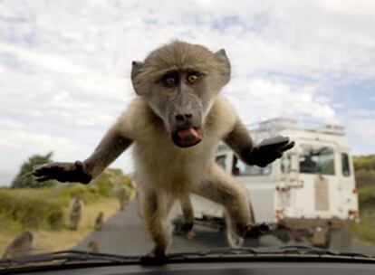 Un mono Babuino en el parabrisas de un coche en Ciudad del Cabo