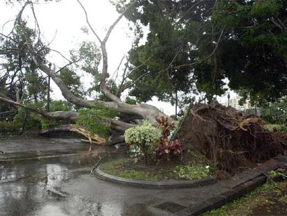 Varios laureles de indias del paseo de la Avenida de Anaga en la capital tinerfeña han sido arrancados de cuajo por la tormenta tropial.