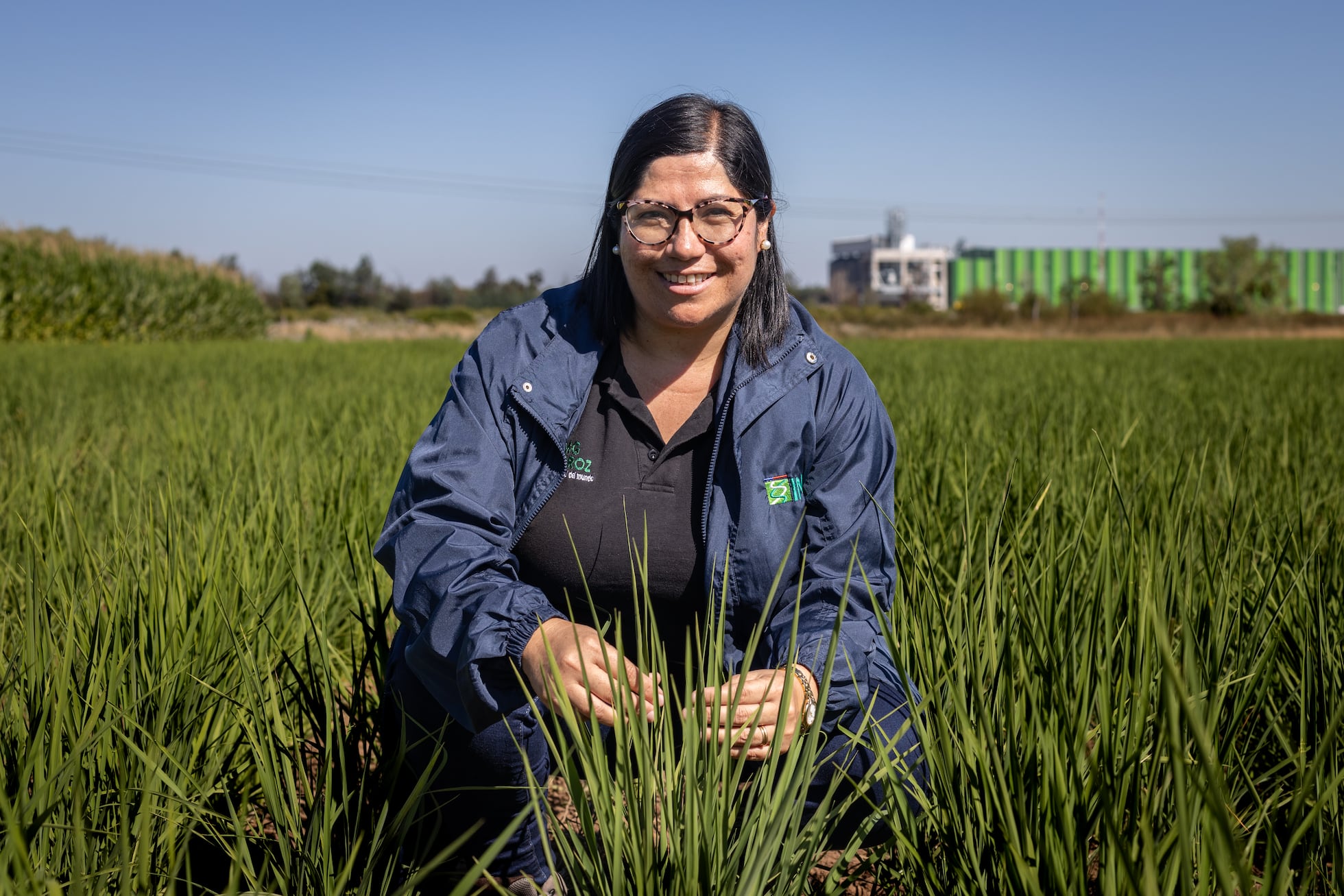 The world’s southernmost rice farms innovate against climate change ...