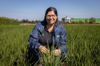 Karla Cordero, ingeniera agrónoma, conocida como "La reina del arroz".