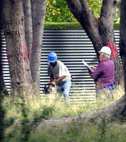 Dos operarios, ayer, durante la tala de árboles en El Pinar.