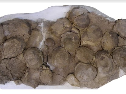 Unos 100 huevos de saurópodomorfo fueron hallados en varios nidos en el sur de la Patagonia argentina, en lo que parecía ser un asentamiento grupal. / DIEGO POL