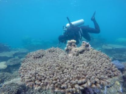 La frecuencia de los eventos de blanqueamiento de los corales se ha multiplicado por cinco en las últimas cuatro décadas, según un estudio publicado en  Science 