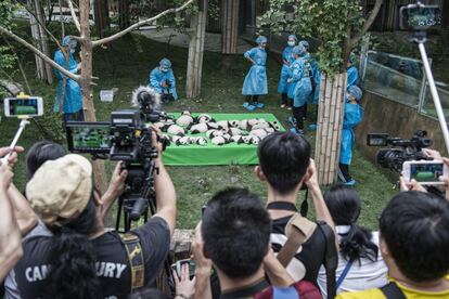 El Centro de Investigación y Reproducción de Chengdu muestra a la prensa los 23 cachorros nacidos en 2016, récord mundial. 