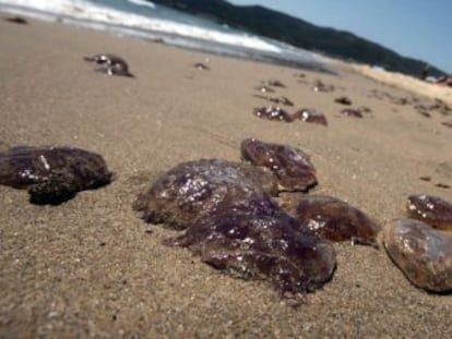 Medusas en una playa de Cádiz.