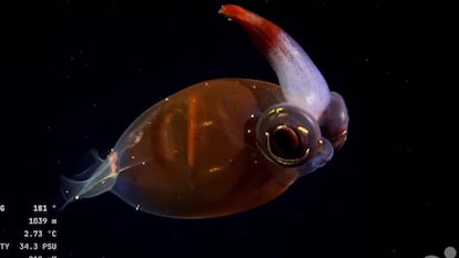 expedición científica Underwater Oases of Mar Del Plata Canyon: Talud Continental IV