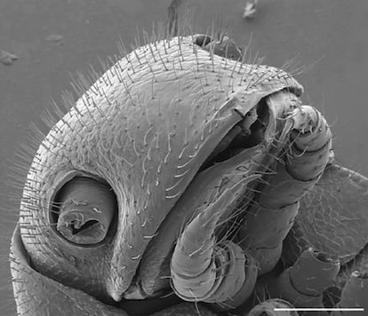 En el Parque Nacional de las Secuoyas, en California (EE UU), se ha descubierto una nueva especie de milpiés, denominada 'Illacme tobini'. En la imagen, tomada con microscopio electrónico, el miriápodo 'posa' mostrando su rostro y su primer par de patas. En realidad, su cuerpo es muy alargado y presenta 414 patas, en tan solo dos centímetros de longitud.