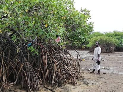 El pastor Davies recorre los remanentes del manglar en Cockle Bay, Freetown, capital de Sierra Leona. Como resultado del hacinamiento, un número significativo de residentes ha reclamado tierras en esta zona.