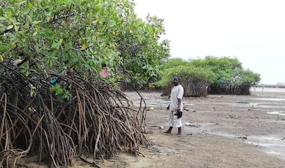 El pastor Davies recorre los remanentes del manglar en Cockle Bay, Freetown, capital de Sierra Leona. Como resultado del hacinamiento, un número significativo de residentes ha reclamado tierras en esta zona.