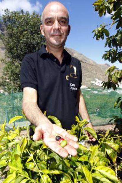 El ingeniero técnico agrícola del Cabildo de Gran Canaria, José Manuel Sosa, muestra unos granos de café en sus tres fases (verde, maduro y ya seco) en los cafetales del valle de Agaete.