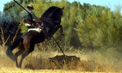 Cacería de un jabalí mediante lanza. / Domingo García (Club Internacional de Lanceo)