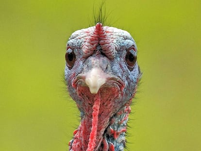 Un pavo salvaje descontento con la situaci&oacute;n.