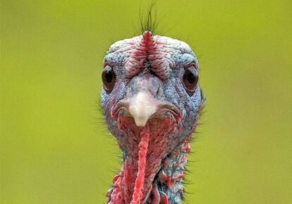 Un pavo salvaje descontento con la situaci&oacute;n.