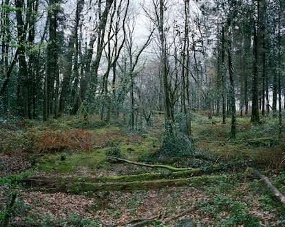 Bosque de Duault, en la región bretona de Côtes-d’Armor, al norte de Francia. 