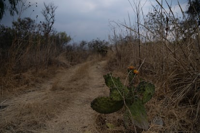 La Reserva en el Pedregal de San Ángel, una de las pocas zonas endémicas que quedan de la Ciudad de México.