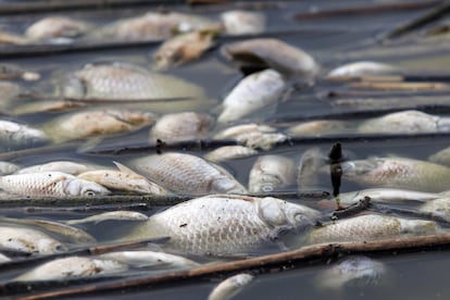 Peces muertos flotando en la superficie del lago Karla en la región de Tesalia el jueves en Grecia.