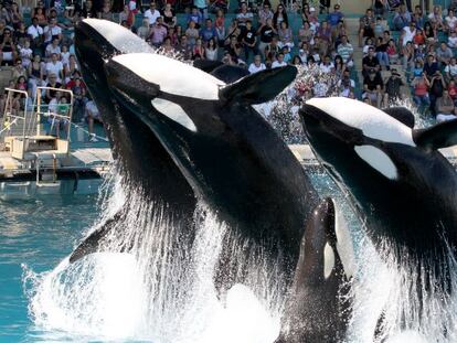 Marineland, uno de las instalaciones de Parques Reunidos. 