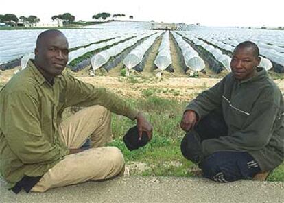 Traore Amari (izquierda) y Burajima, ambos de Mali, en los campos de fresas de Huelva.