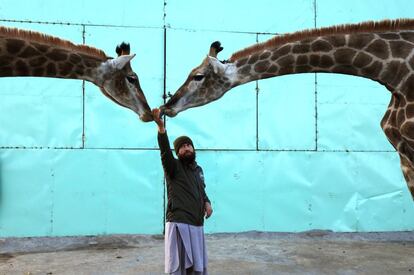 Un cuidador alimenta a un par de jirafas en un zoológico en Peshawar (Pakistán).