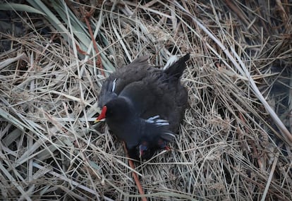 Crías de gallineta común asuman sus cabezas debajo de su madre y entre los juncos del Manzanares. Es un ave de tamaño mediano y similar en aspecto a una focha. Tiene el pico bicolor, rojo con extremo amarillo, y con escudete rojo. Su plumaje es uniforme oscuro con el dorso más pardo oliváceo, cabeza azulada o gris pizarra,y los flancos y el vientre gris oscuro. Su cola es blanca, tiene los ojos con el iris rojizo y las patas largas con dedos largos y verdes. Es una de las aves acuáticas más comunes en España, aunque no es frecuente verla de día, pues se oculta rápidamente entre la vegetación de las orillas del agua en cuanto presiente el peligro. Incluso puede sumergirse asomando sólo el pico como un periscopio y probablemente puede hundirse expulsando el aire de su plumaje y sacos aéreos. Estas aves crían cerca de agua dulce entre la espesa vegetación, y sus lugares favoritos para hacer el nido son junto a charcas, lagunas y ríos.