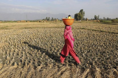 Una mujer en un campo de arroz en Ahmedabad (India).