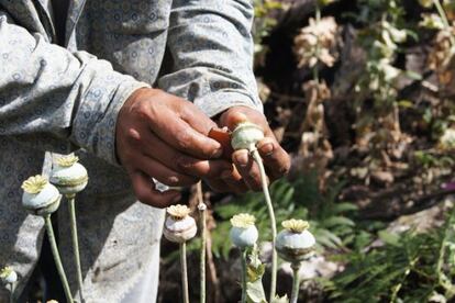 A poppy farmer in Guerrero in 2015.