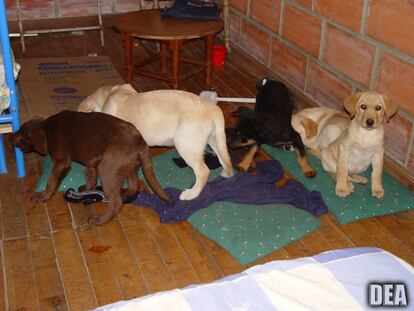 Cachorros usados como correos de droga por Andrés López Elorez.