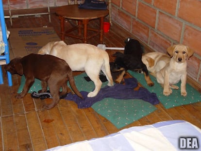 Cachorros usados como correos de droga por Andrés López Elorez.