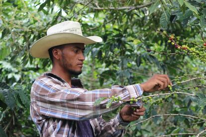 A young man collects coffee cherries in Yoro, Honduras. This is a seasonal job for many farmers and an alternative to growing basic grains.