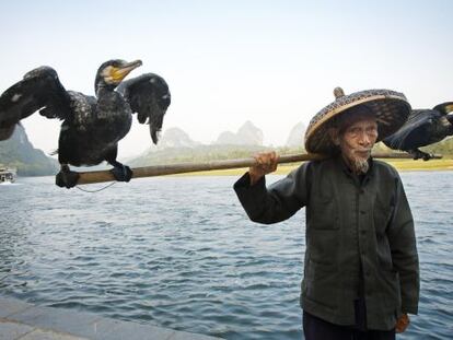 Cormoranes pescando a los turistas