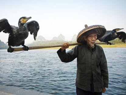 Cormoranes pescando a los turistas