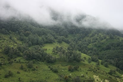 El bosque de niebla en Molocotlán, Estado de Hidalgo, México.