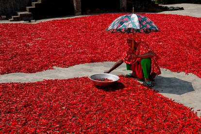 Una mujer selecciona chiles en  Bangladesh.