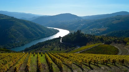 Viñedos propiedad de WineStone, de la familia Mello.