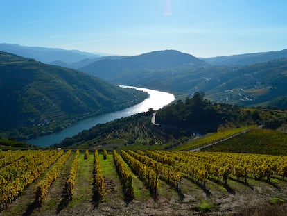 Viñedos propiedad de WineStone, de la familia Mello.