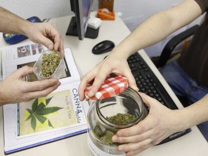 Dos usuarios comprueban la calidad de la marihuana en san Sebastián.