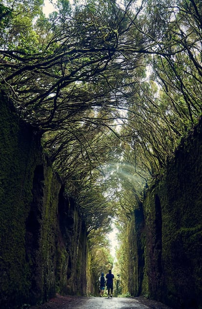 El bosque de laurisilva de Monteverde, en la isla de Tenerife, es un entorno selvático, tropical y aislado, moldeado por la fuerza de los alisios y tapizado de nieblas que reptan sobre el sotobosque. El sendero de Las Vueltas, que requiere de unas dos horas y media y hasta hace poco era la única vía de comunicación del pueblo de Taganana con Santa Cruz y La Laguna, se interna en lo más íntimo del parque rural de Anaga, entre densas masas de fayas y brezos que ocultan cuevas y viejos secretos, hasta que se abre a las espectaculares costas de Santa Cruz de Tenerife y La Laguna.