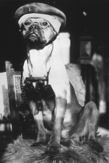 Esta imagen se llama "perro fotógrafo de guerra alemán". Con eso está dicho todo.