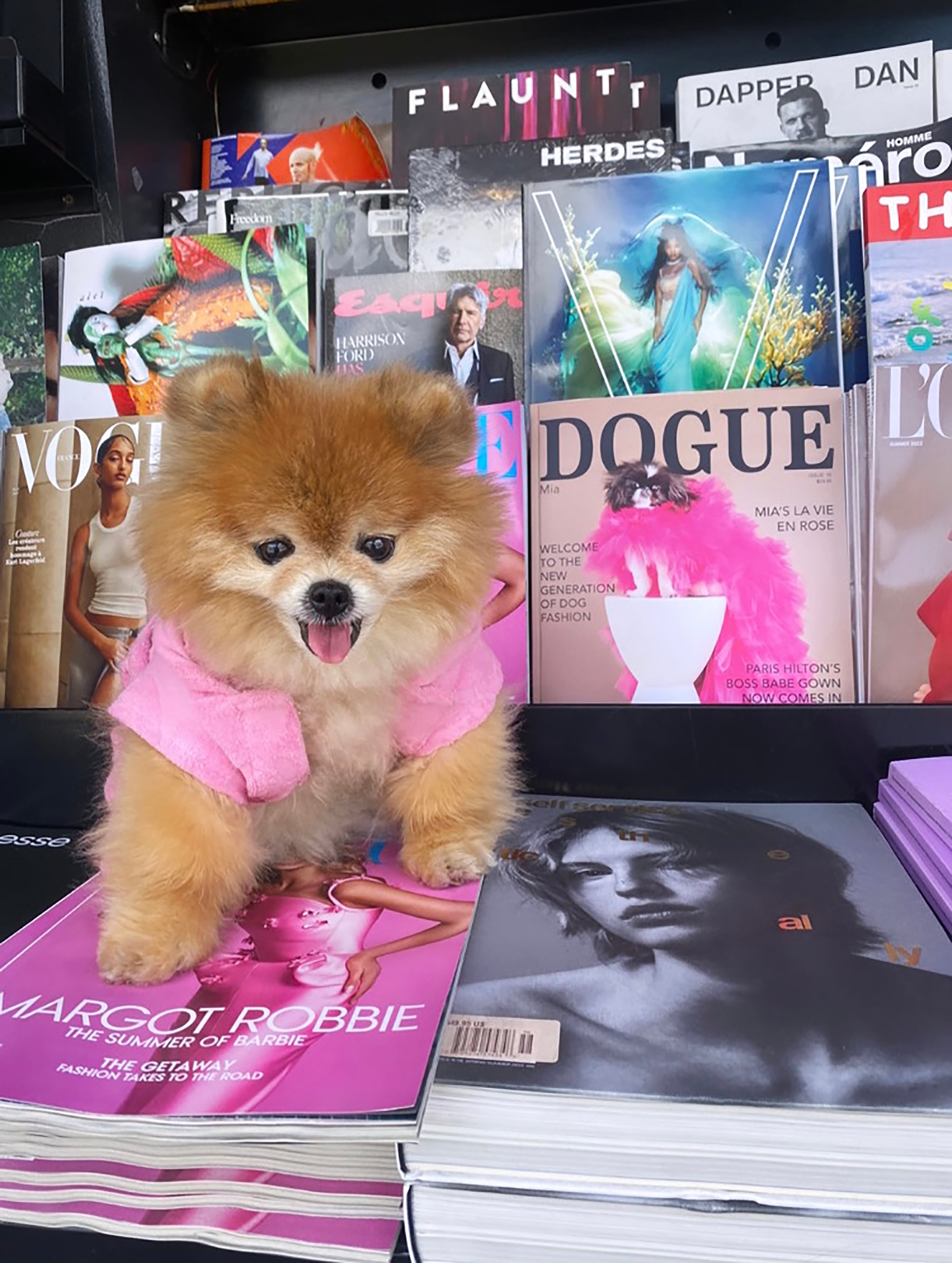'Mimi Bear', la 'pomerania' de Olga Portnaya, posando a lado de la edición de 'Dogue' de febrero de 2023, en Los Ángeles.