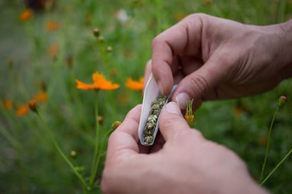 Un hombre lía un porro de marihuana, en una plantación en Paraguay.