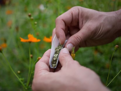 Un hombre lía un porro de marihuana, en una plantación en Paraguay.