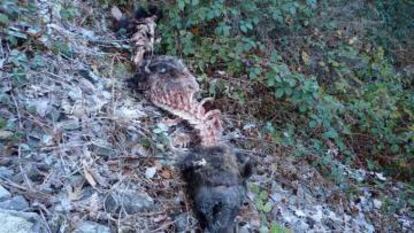 A dead bear found in early 2017.