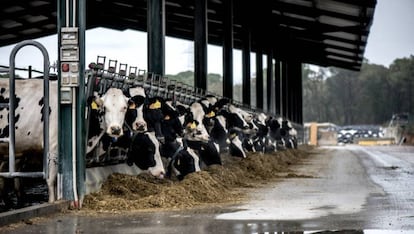 No hay vacaciones para un ganadero, a las vacas hay que ordeñarlas todos los días