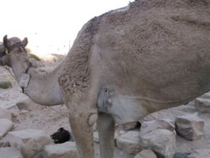 Los animales son golpeados y forzados a trasportar turistas en el yacimiento arqueológico